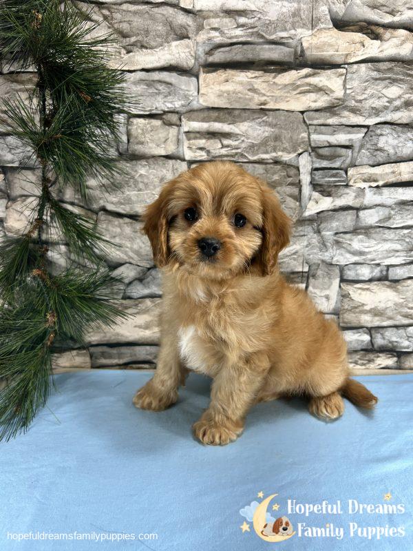 Mr. Dover the Cavapoo - Image 2