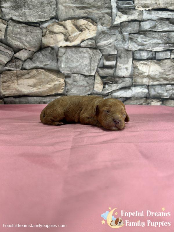 Ms. Darling the Cavapoo - Image 3
