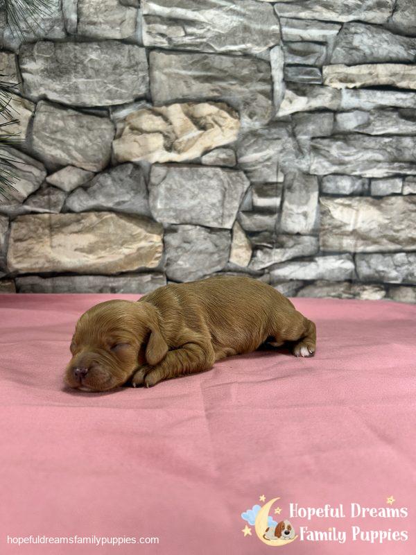 Ms. Darling the Cavapoo - Image 4