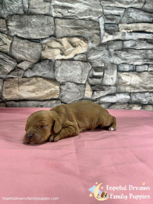 Ms. Darling the Cavapoo - Image 5