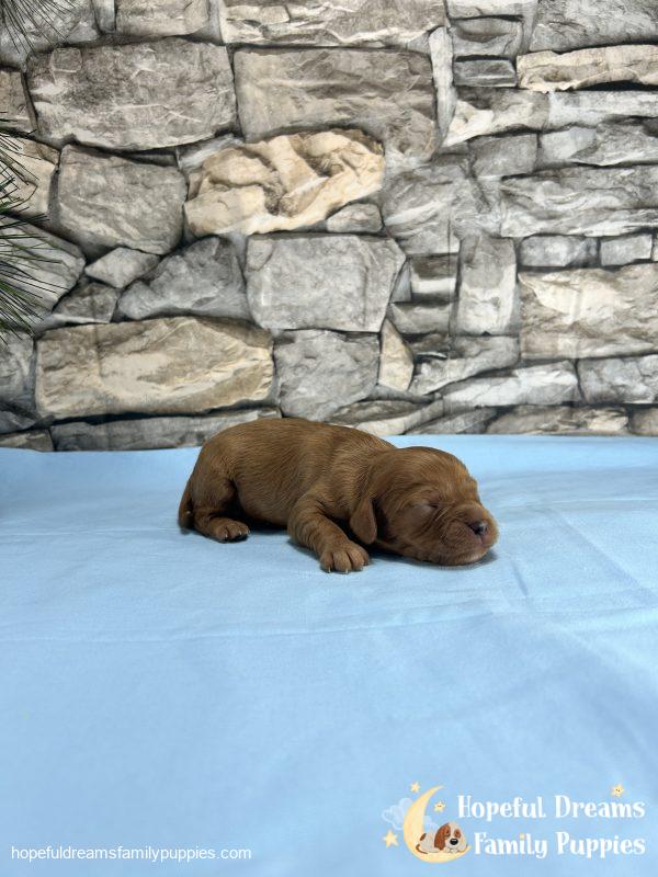 Mr. Dover the Cavapoo - Image 2