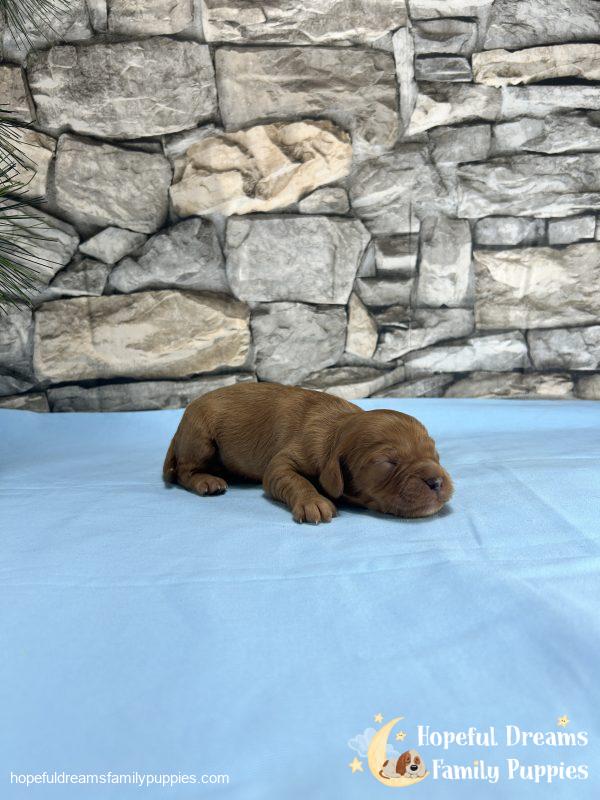 Mr. Dover the Cavapoo - Image 3