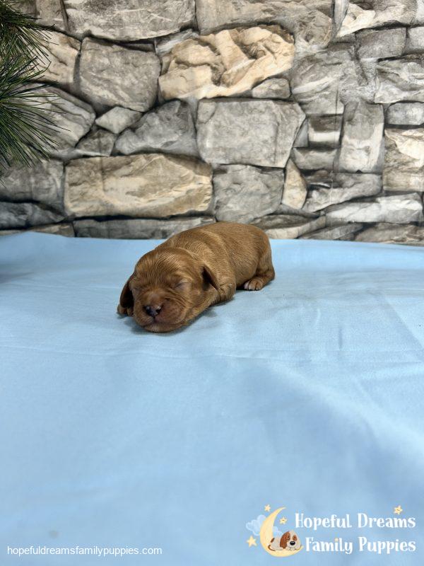 Mr. Dover the Cavapoo