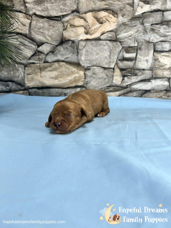 Mr. Dover the Cavapoo - Image 4