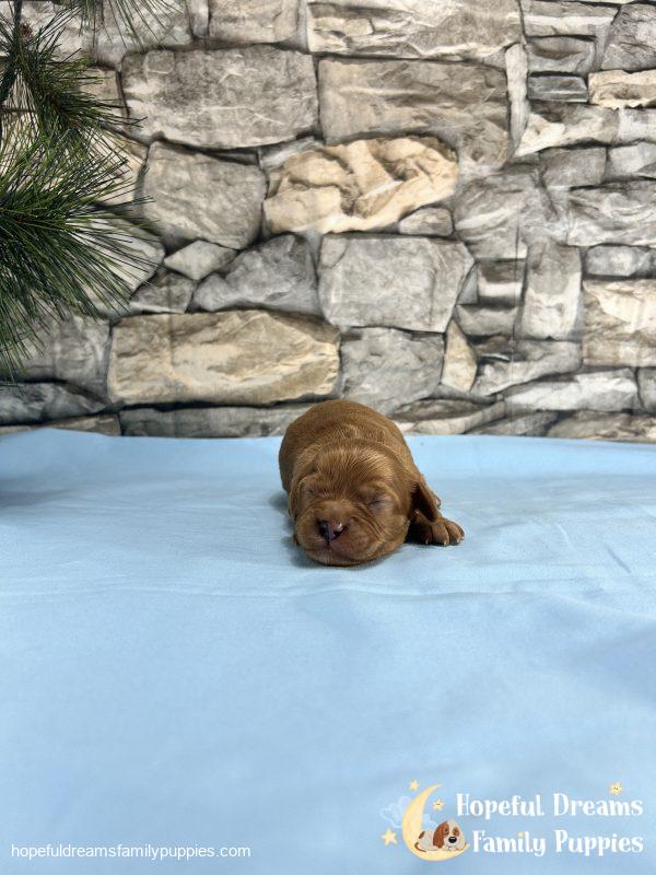 Mr. Dover the Cavapoo - Image 6