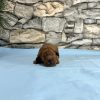 Mr. Duke the Cavapoo