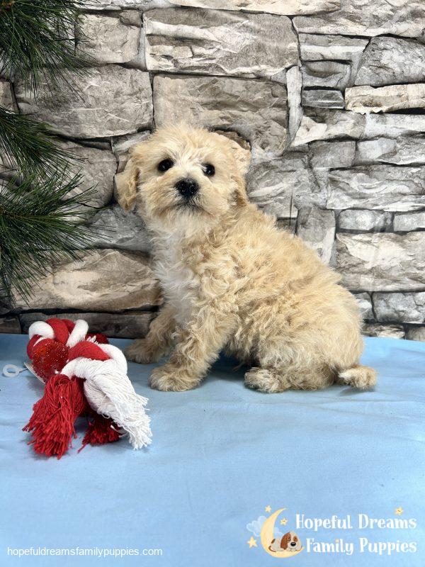 Mr. Creamer the Schnoodle - Image 4