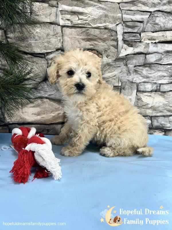 Mr. Creamer the Schnoodle - Image 5