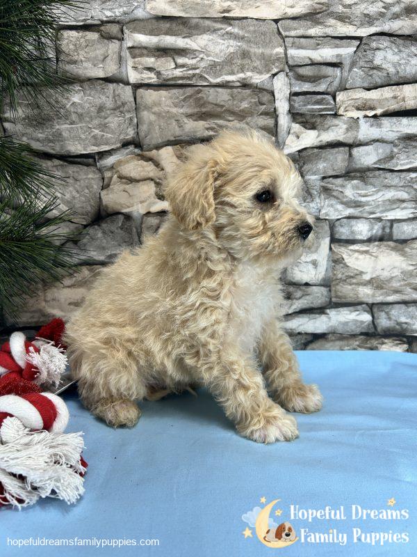 Mr. Creamer the Schnoodle - Image 6