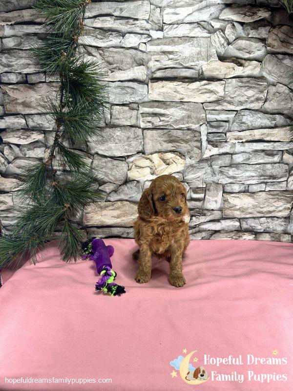Ms. Tia the Cockapoo - Image 4