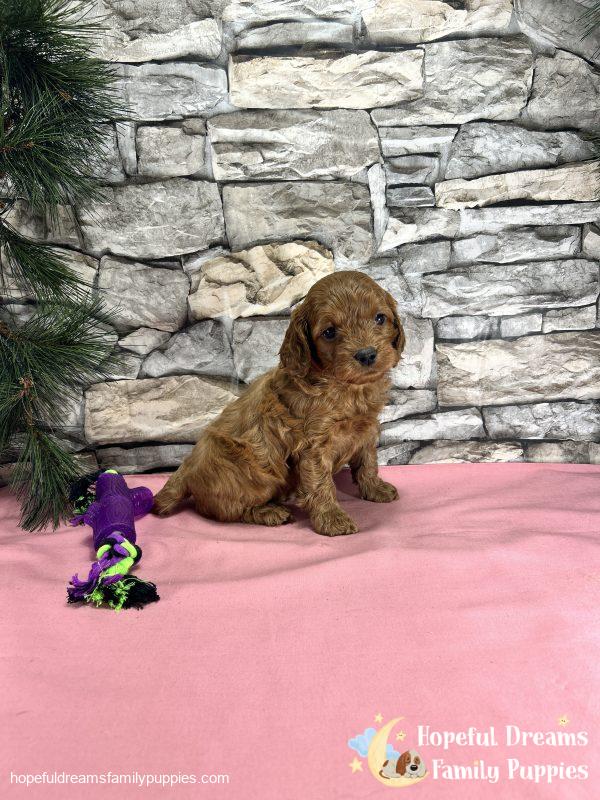 Ms. Tia the Cockapoo - Image 6