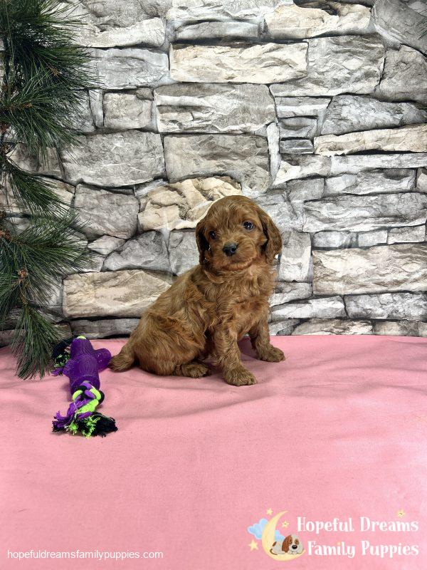 Ms. Tia the Cockapoo - Image 7