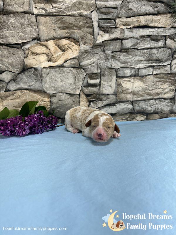 Mr. Bingo the F1 Cavapoo - Image 3