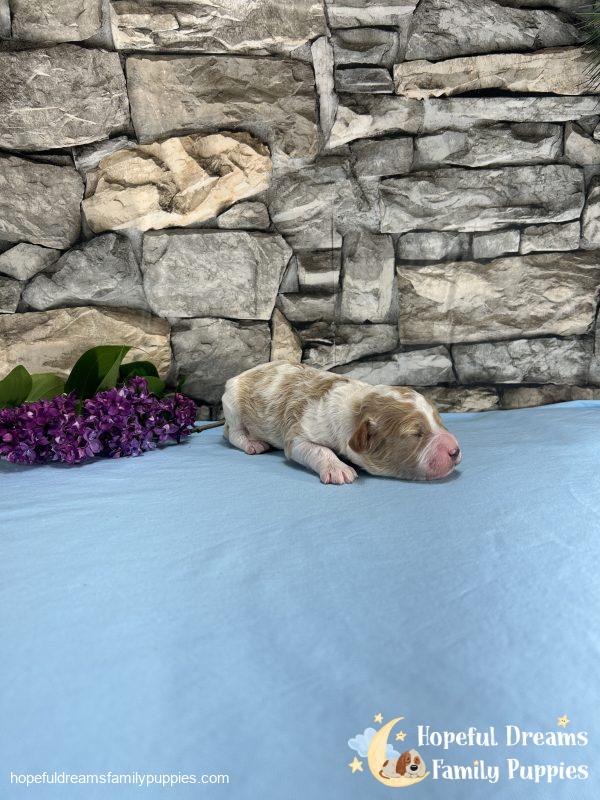 Mr. Bingo the F1 Cavapoo - Image 5