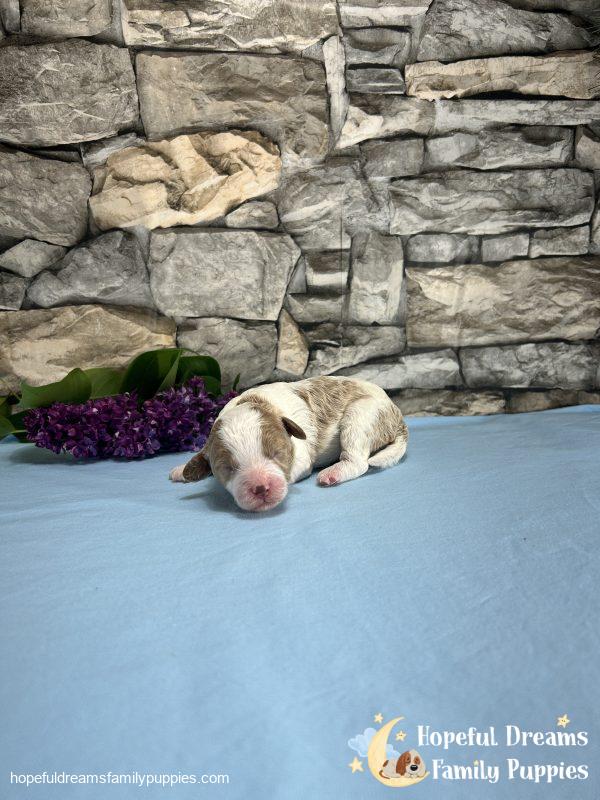 Mr. Biff the F1 Cavapoo - Image 2