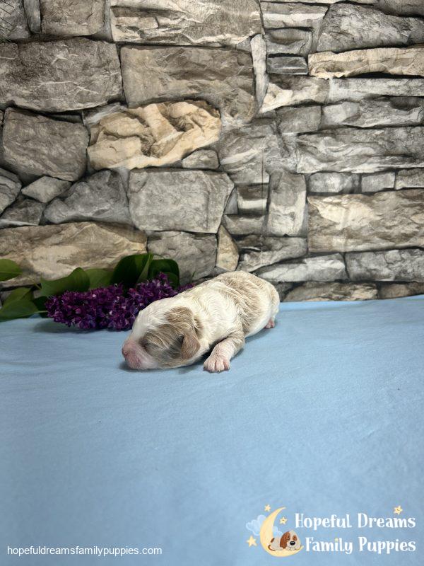 Mr. Bobby the F1 Cavapoo - Image 3