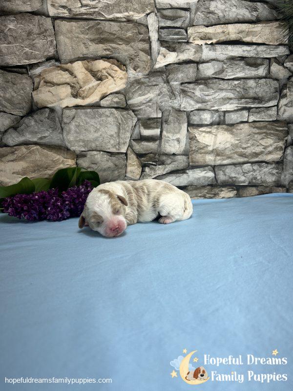 Mr. Bobby the F1 Cavapoo
