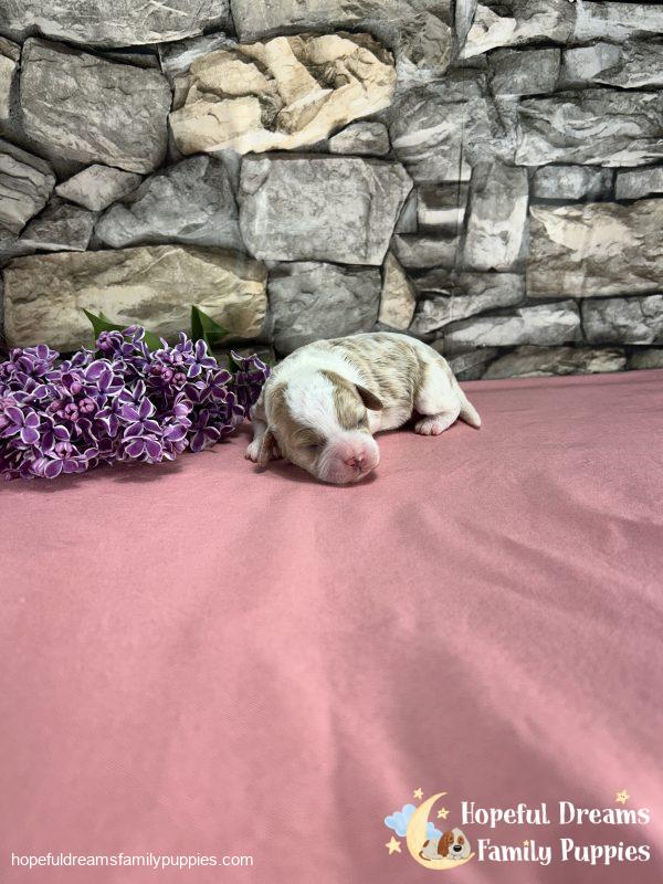 Ms. Blondie  the F1 Cavapoo - Image 2