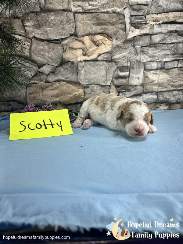 Mr. Scotty the Cavapoo - Image 2