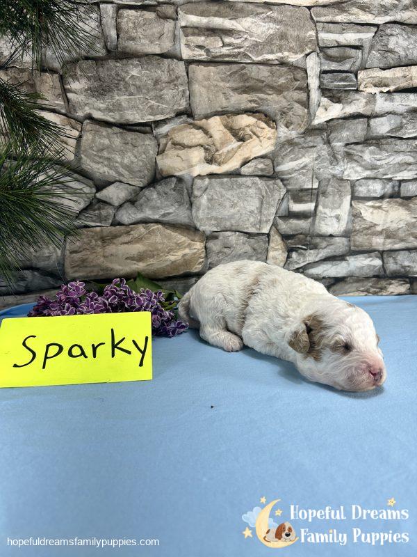 Mr. Sparky the Cavapoo - Image 4