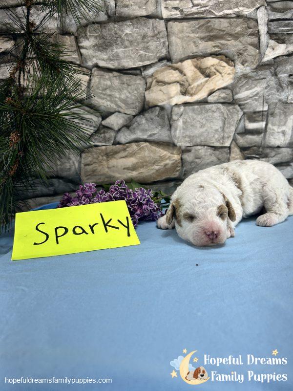 Mr. Sparky the Cavapoo - Image 3