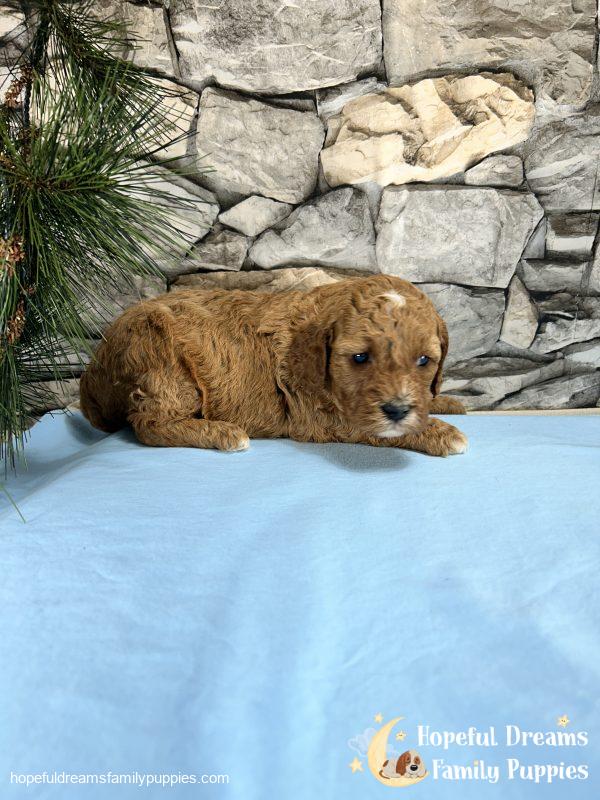 Mr. Snoopy the Cavapoo