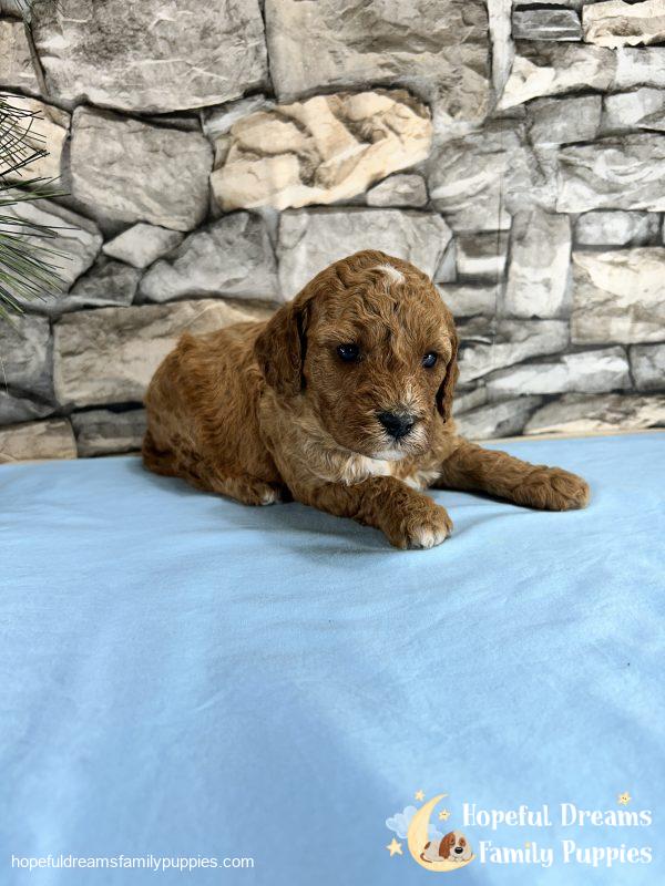 Mr. Snoopy the Cavapoo - Image 4