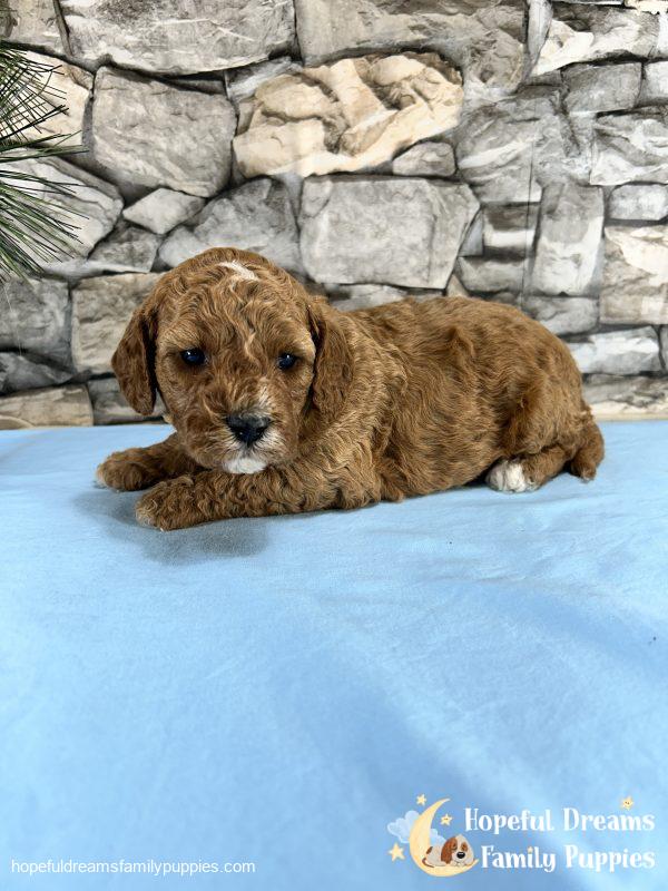 Mr. Snoopy the Cavapoo - Image 3