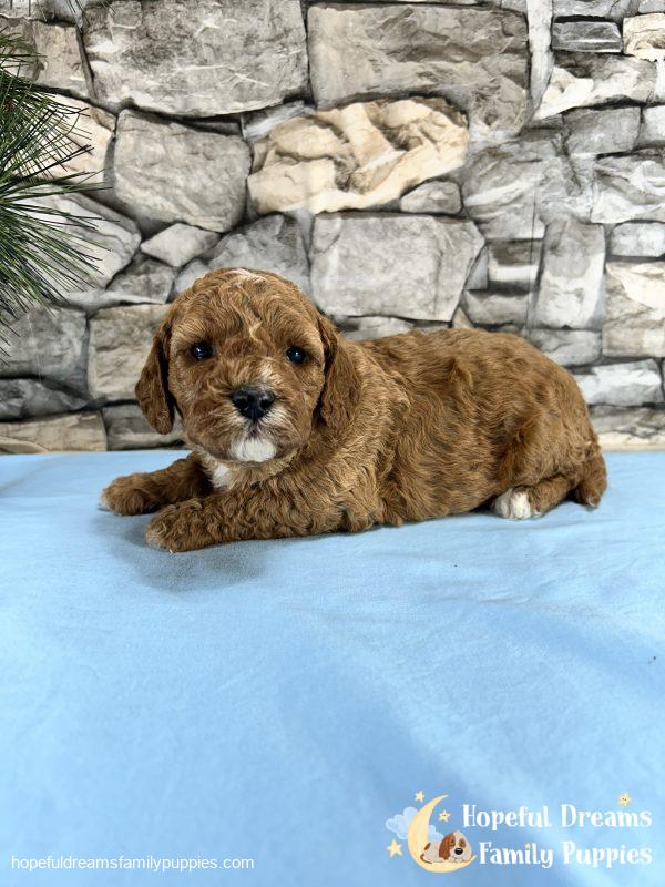 Mr. Snoopy the Cavapoo - Image 2