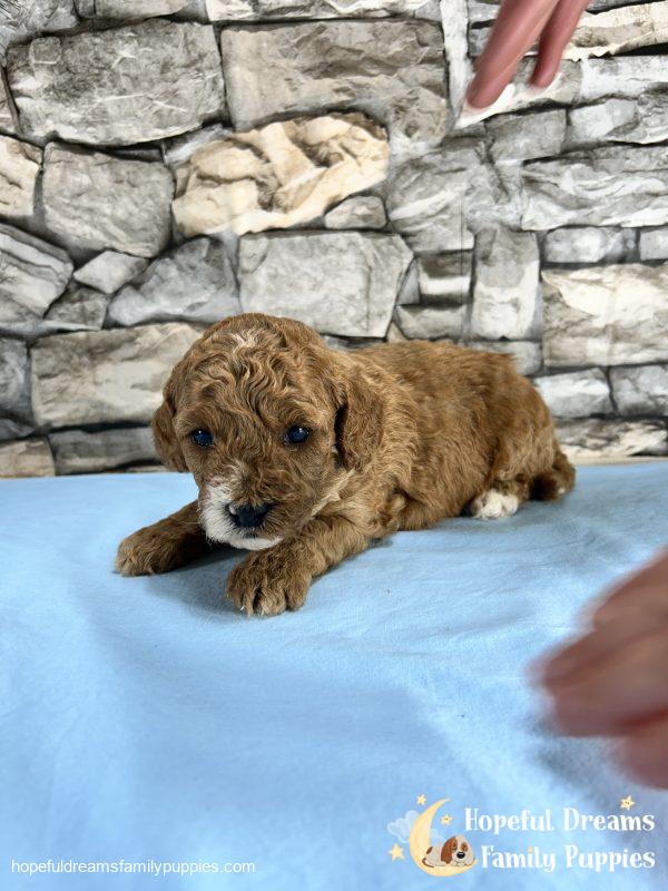 Mr. Snickers the Cavapoo