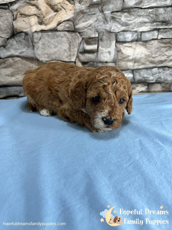 Mr. Snickers the Cavapoo - Image 3