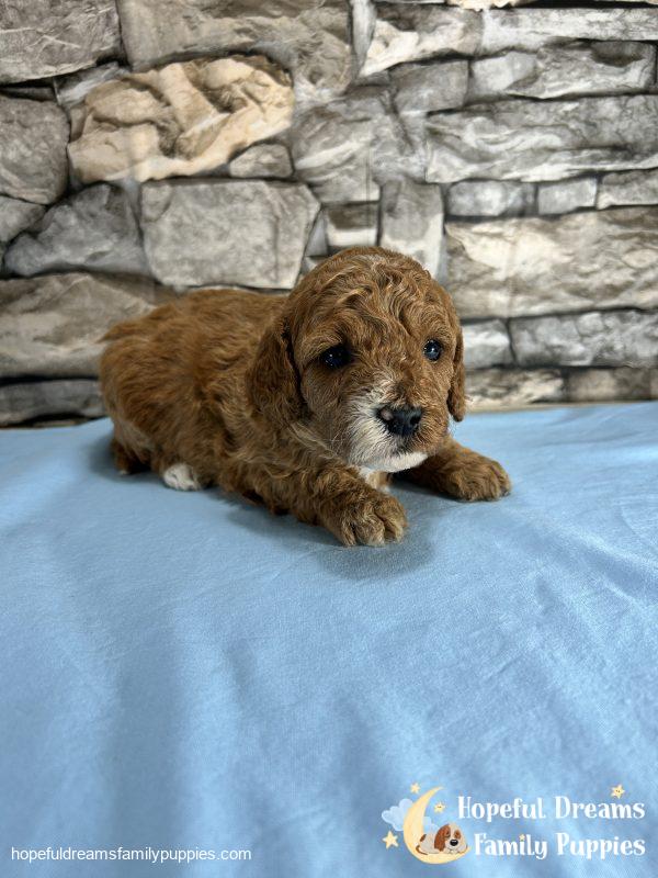 Mr. Snickers the Cavapoo - Image 2