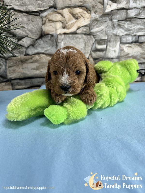 Mr. Shep the Cavapoo