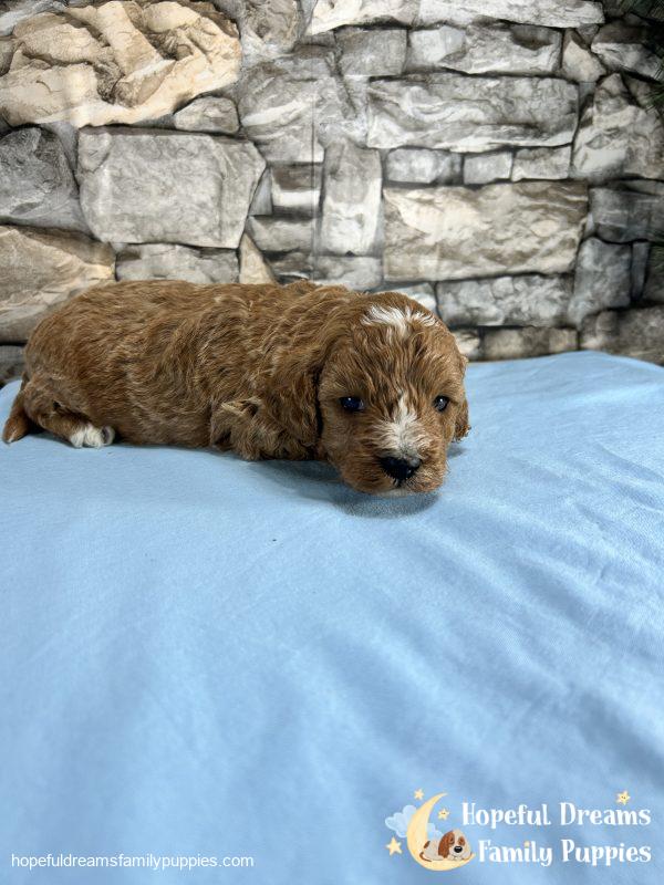 Mr. Shep the Cavapoo - Image 4