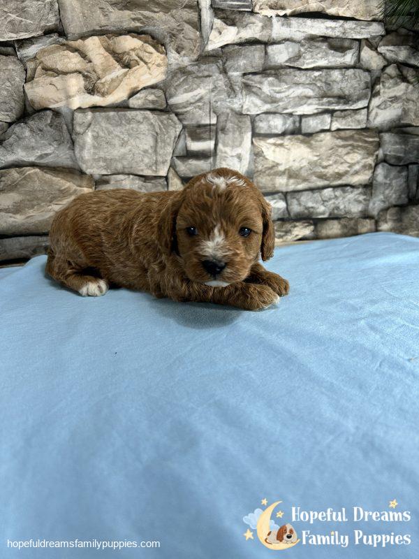 Mr. Shep the Cavapoo - Image 3
