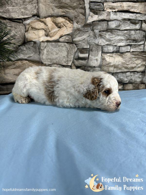 Mr. Sparky the Cavapoo - Image 2
