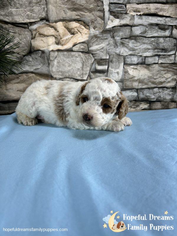 Mr. Sparky the Cavapoo