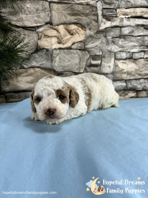 Mr. Sparky the Cavapoo - Image 4