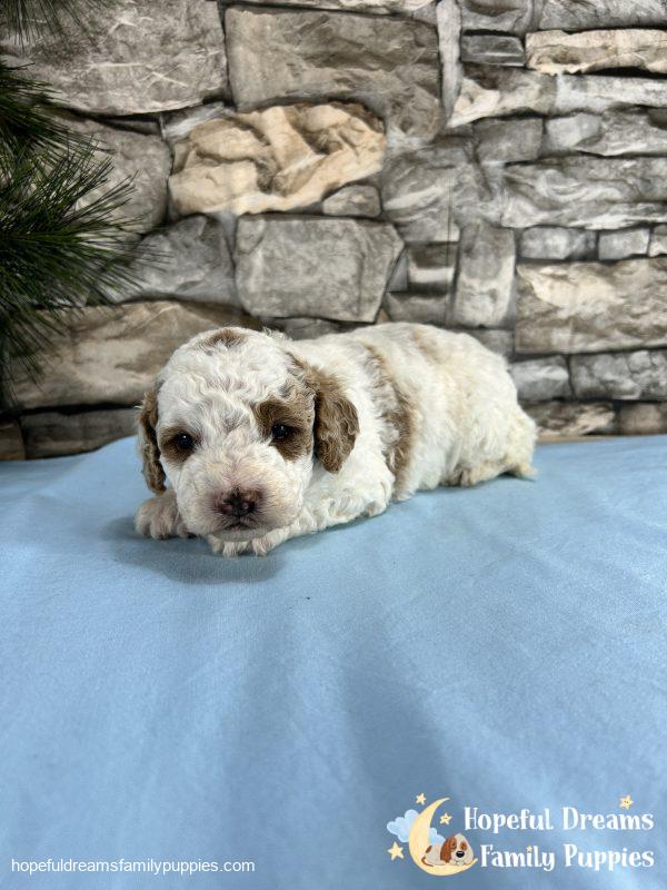 Mr. Sparky the Cavapoo - Image 5
