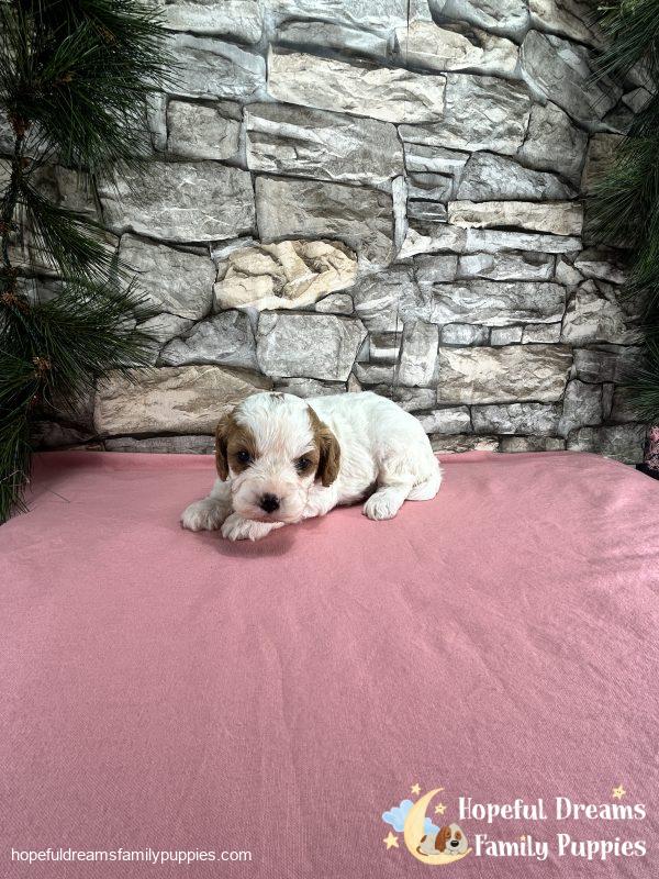 Ms. Wonder The Cavapoo