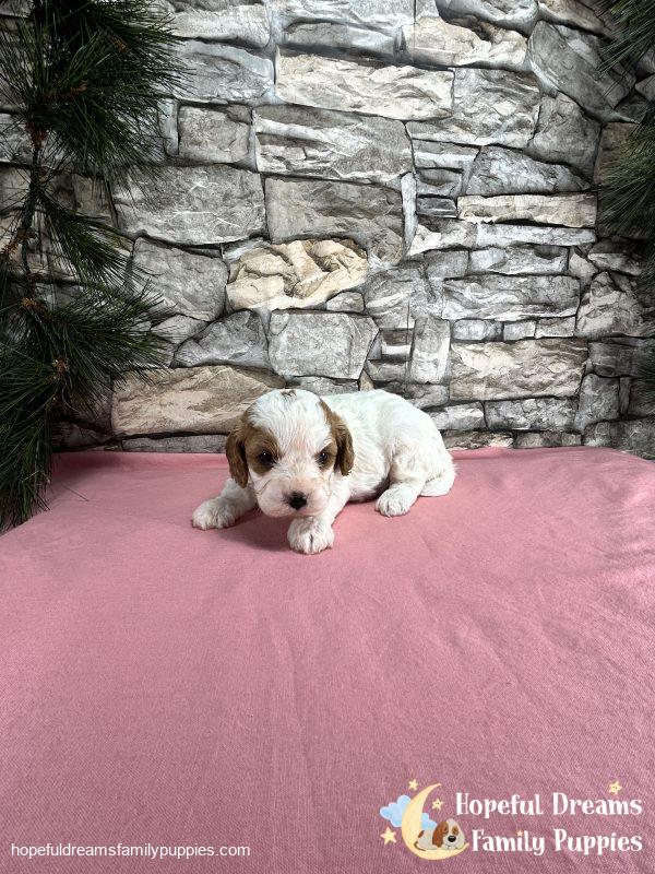 Ms. Wonder The Cavapoo - Image 4