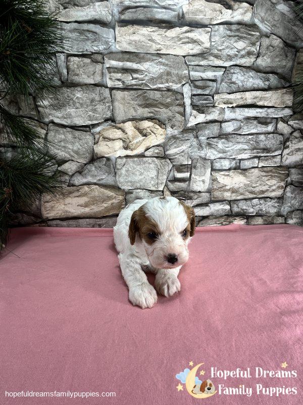 Ms. Wonder The Cavapoo - Image 3