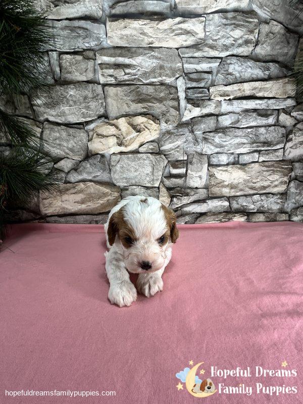 Ms. Wonder The Cavapoo - Image 2