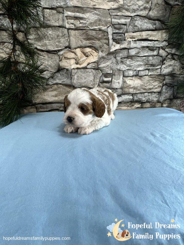 Mr. Willie The Cavapoo - Image 2