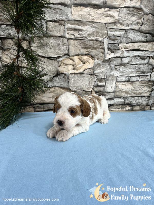 Mr. Willie The Cavapoo - Image 7
