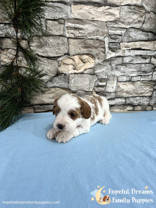 Mr. Willie The Cavapoo - Image 6