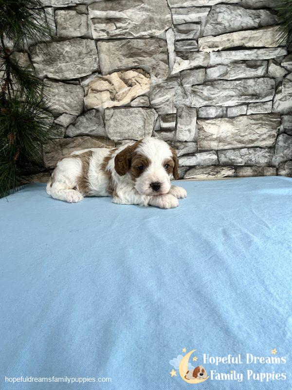 Mr. Willie The Cavapoo