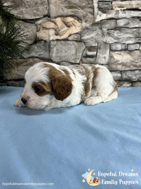 Mr. Willie The Cavapoo - Image 4