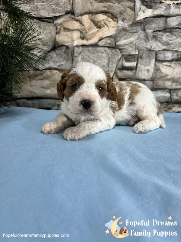 Mr. Willie The Cavapoo - Image 3