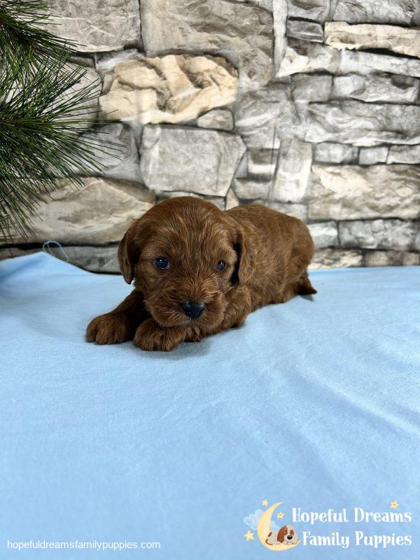 Mr. Whylie The Cavapoo - Image 4